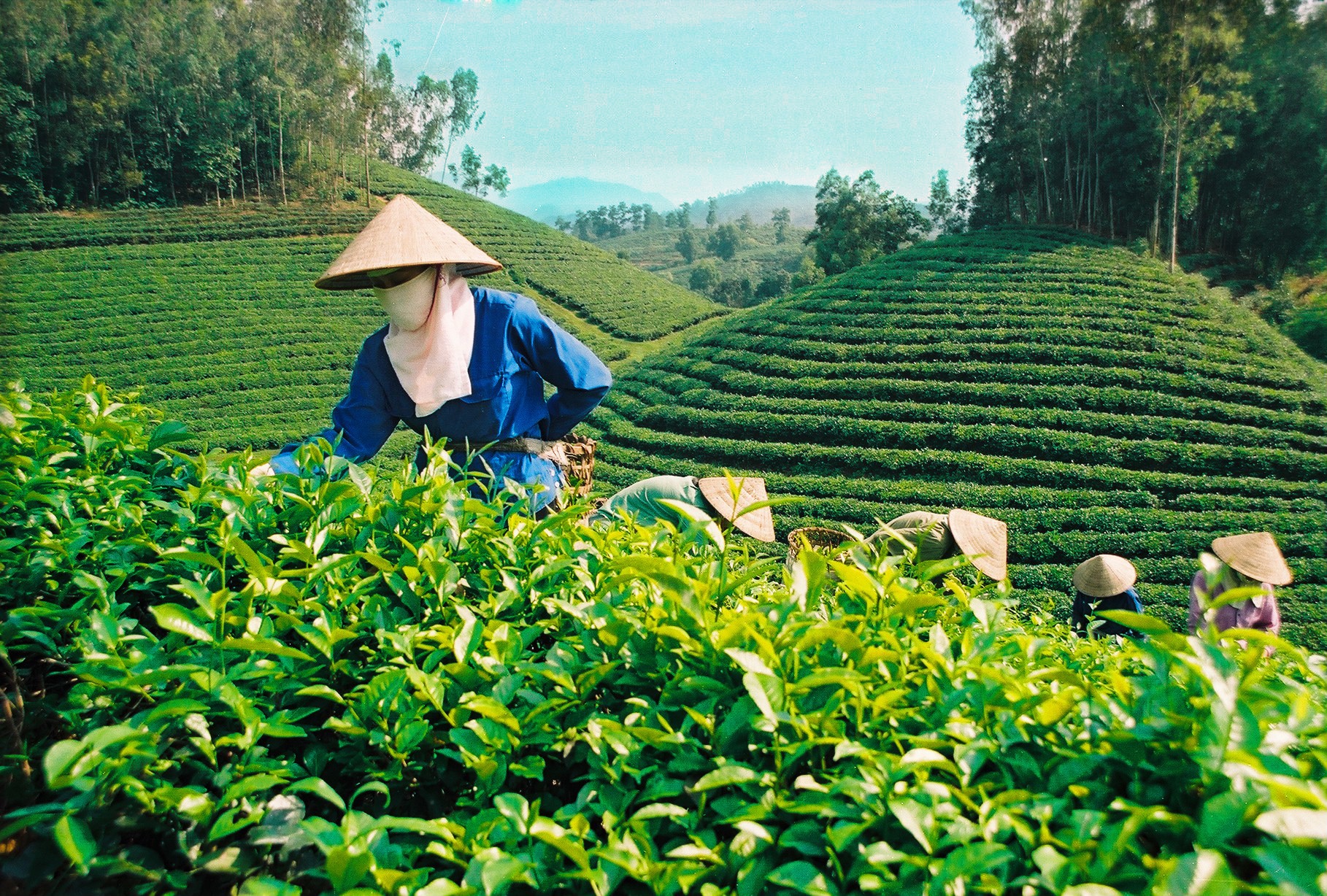 Experience traditional tea ceremonies